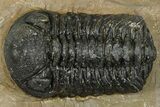Phacopid (Morocops) Trilobite - Foum Zguid, Morocco #372431-3